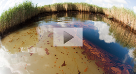 Deep Horizon Oil Spill in the marshes of Venice, Louisiana