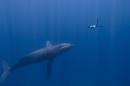 Fabien Cousteau free dives with a Humpback Whale