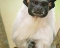 Sweet « Gremlin » of Mindú Park