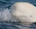 The head is also unlike that of any other cetacean - its melon is extremely bulbous and even malleable. The beluga is able to change the shape of its head by blowing air around its sinuses. © Carrie Vonderhaar, Ocean Futures Society/KQED Beluga