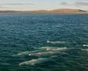 Beluga Whales come to Somerset Island, Canda every year to rub in the "warmer" shallows of Cunningham Inlet. © Carrie Vonderhaar, Ocean Futures Society/KQED Beluga Pod