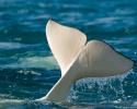 Beluga Whale Fluke. © Carrie Vonderhaar, Ocean Futures Society/KQED Tail