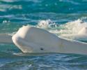 The Beluga Whale is commonly referred to simply as the Sea Canary due to its high-pitched twitter. © Carrie Vonderhaar, Ocean Futures Society/KQED Beluga