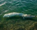 A Beluga cow and calf. Calfs remain grey in color until they reach adulthood. © Carrie Vonderhaar, Ocean Futures Society/KQED Beluga Cow and Calf