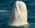 A curious beluga whale 'spyhops' to gain a better view of the Ocean Futures Expedition Team. © Carrie Vonderhaar, Ocean Futures Society/KQED Spyhop