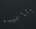 Belugas are highly sociable creatures. Groups of males may number in the hundreds, but mothers with calves generally mix in slightly smaller groups. Here Belugas congregate in the St. Lawrence River, Canada. © Aron Bosworth, Ocean Futures Society Bird's Eye View