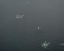 Pods of Belugas gather in the St. Lawrence River, Canada. © Aron Bosworth, Ocean Futures Society Beluga Pods