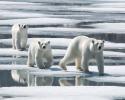 A mother polar bear and her two cubs cross the pack ice near Baffin Island, Canada. © Carrie Vonderhaar, Ocean Futures Society/KQED Polar Bear Family