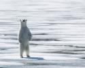 A juvenile polar bear near Baffin Island, Canada. © Carrie Vonderhaar, Ocean Futures Society/KQED Polar Bear