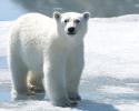 A juvenile polar bear approaches the film crew. © Carrie Vonderhaar, Ocean Futures Society/KQED Polar Bear