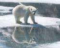 © Carrie Vonderhaar, Ocean Futures Society/KQED Polar Bear Reflection