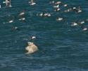 Polar bears are marine mammals who are at ease in the water. © Carrie Vonderhaar, Ocean Futures Society/KQED In The Water