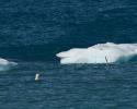Choosing between two icebergs is a difficult decision. © Carrie Vonderhaar, Ocean Futures Society/KQED Icebergs