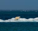 © Carrie Vonderhaar, Ocean Futures Society/KQED Polar Bear