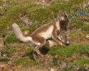 Play time at the arctic fox den. © Carrie Vonderhaar, Ocean Futures Society/KQED Play Time