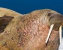 Walrus