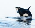 The Ocean Futures Expedition team spent time filming in Johnstone Strait, British Columbia, the home of "Kelsey", also know as "A24". She is the matriarch of the A-4 pod. © Carrie Vonderhaar, Ocean Futures Society/KQED Kelsey