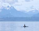A lone male Orca pass through Queen Charolette Strait in Britsh Columbia, his pod is not too far behind. © Carrie Vonderhaar, Ocean Futures Society/KQED Queen Charolette Strait