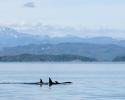 British Columbia Orca. © Carrie Vonderhaar, Ocean Futures Society/KQED Orca