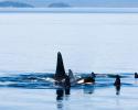 British Columbia Orca. © Carrie Vonderhaar, Ocean Futures Society/KQED Orca
