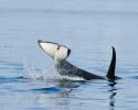 "Cosmos", otherwise known as C17 from the C1 pod, slaps his tail. © Carrie Vonderhaar, Ocean Futures Society/KQED Cosmos