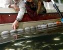 Jean-Michel Cousteau and Alexandra Morton point to salmon fry with sea lice. © Carrie Vonderhaar, Ocean Futures Society/KQED Jean-Michel and Alexandra