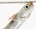 Older sea lice on salmon fry. © Carrie Vonderhaar, Ocean Futures Society/KQED Sea Lice