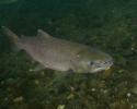 Adult Salmon. © Carrie Vonderhaar, Ocean Futures Society/KQED Salmon