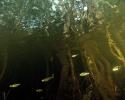 Under water in The Amazon