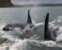 New Zealand Orca surface. © Carrie Vonderhaar, Ocean Futures Society/KQED New Zealand Orca