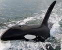New Zealand Orca surface. © Carrie Vonderhaar, Ocean Futures Society/KQED New Zealand Orca
