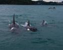 New Zealand Orca surface. © Carrie Vonderhaar, Ocean Futures Society/KQED New Zealand Orca