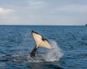 Tail Slap. © Carrie Vonderhaar, Ocean Futures Society/KQED New Zealand Orca
