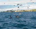 Sea birds take advantage of the Orcas' lunch and feed on the livers on stingrays. © Carrie Vonderhaar, Ocean Futures Society/KQED Lunch
