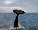 An Orca tail slap of the coast of New Zealand. © Carrie Vonderhaar, Ocean Futures Society/KQED Tail