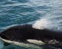 New Zealand Orca surface. © Carrie Vonderhaar, Ocean Futures Society/KQED New Zealand Orca