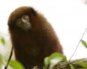 Titi Monkey
