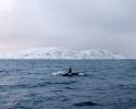 After weeks of looking for Orca in Norway, the team was finally rewarded with a brief encounter with a pod of orca. © Carrie Vonderhaar, Ocean Futures Society/KQED Brief Encounter