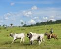 Cattle Ranching