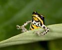 Tree Frog