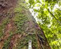 Miracle Tree