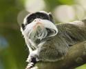 Emperor Tamarin