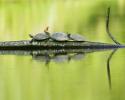 Three Turtles