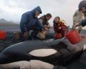 Jean-Michel Cousteau and Dr. Ingrid Visser arrive at the Orca Stranding site on Whatipu Beach, Auckland's remote west coast. © Matthew Ferraro, Ocean Futures Society Arrival