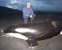 Jean-Michel pauses for a picture with "Rakey", the stranded Orca. It is thought that "Rakey" stranded while attempting to feed on stingrays in the shallow waters. © Matthew Ferraro, Ocean Futures Society Rakey