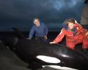 Jean-Michel Cousteau and Ingrid Visser calm the stranded juvenile orca. © Matthew Ferraro, Ocean Futures Society Calm