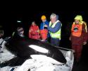 Jean-Michel Cousteau and team take turn keeping the orca moist. © Carrie Vonderhaar, Ocean Futures Society/KQED Evening