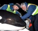 After braving the high winds and rough surf conditions Matthew Ferraro and Jean-Michel Cousteau formed a bond with the stranded orca. © Carrie Vonderhaar, Ocean Futures Society/KQED Bond