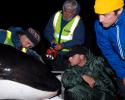 (L-R) Director of Photography Matthew Ferraro, Jean-Michel Cousteau, Marine Operations Nathan Dembeck and Fabien Cousteau keep the young orca company. © Carrie Vonderhaar, Ocean Futures Society/KQED Company