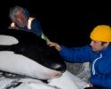 Jean-Michel and Fabien Cousteau comfort the orca. © Carrie Vonderhaar, Ocean Futures Society/KQED Jean-Michel and Fabien